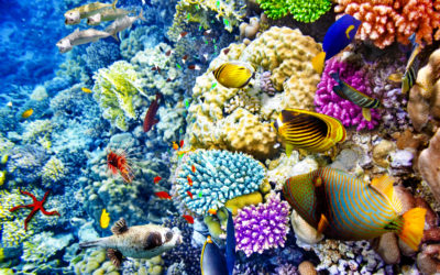 Wonderful and beautiful underwater world with corals and tropical fish.
